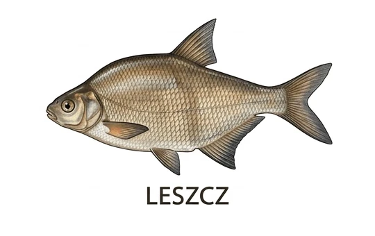 Leszcz